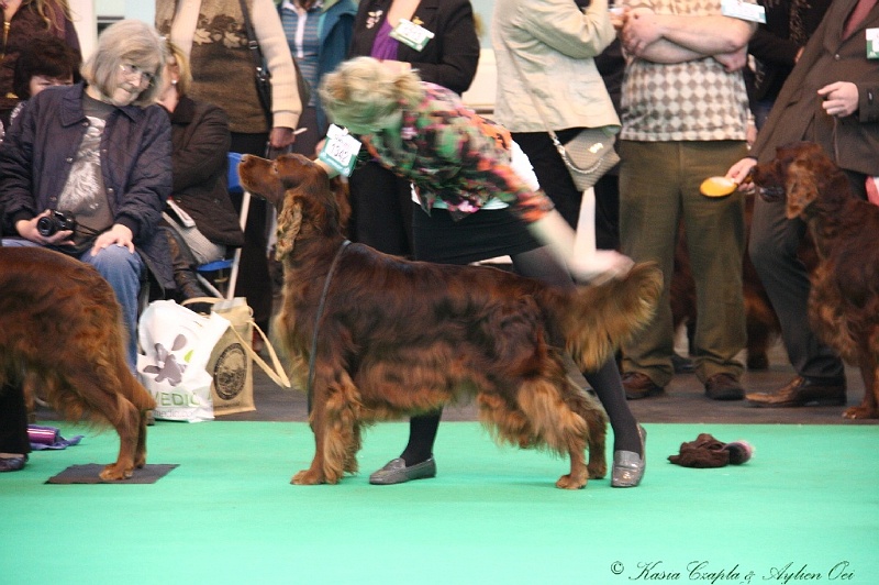 Crufts2011 729.jpg